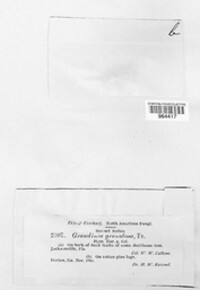 Hyphodontia granulosa image